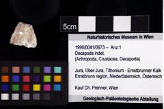 Foto (Objket + Etiketten) von Decapoda indet. 